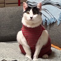 服を着て腕周りが盛り上がった猫の写真
