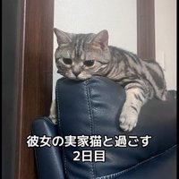ソファの上に乗っている猫