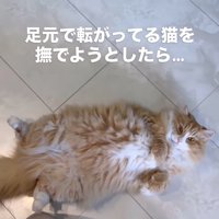 へそ天をしている猫（尻尾見切れ）