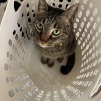 洗濯かごに入る猫