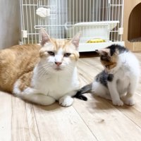 こちらを見るむぎくんと俯く三毛ちゃん