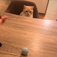 テーブルの上の毛玉を見る猫