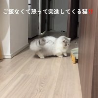 お皿を覗く猫