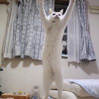猫がジャンプした瞬間