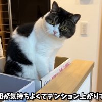 おすわりする黒白の猫