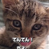 子猫の顔