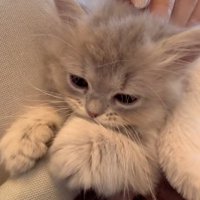 クッションの角をかじっている子猫