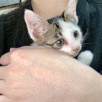 飼い主に抱っこされる子猫