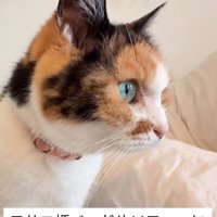 フサエさん