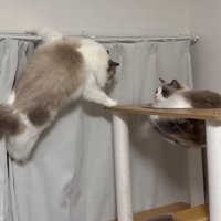 タワーにタッチする猫とタワーにいる猫
