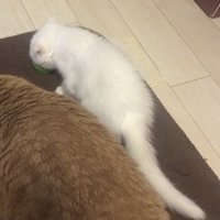 皿に入ったごはんを食べる白い子猫