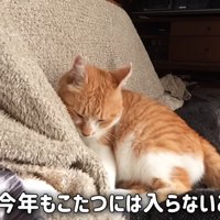 こたつ布団に寄りかかる猫