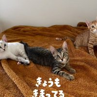 毛布の上でカメラを見つめる3匹の子猫