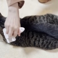 ブラッシングしてもらっている猫