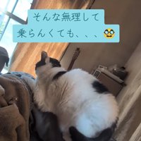横を向いて寝転がっている飼い主の足の上に乗っている猫