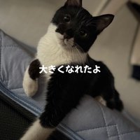 前足をおろす猫