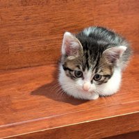 黄色い瞳になった子猫