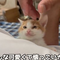 なでられる猫
