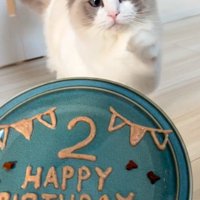 誕生日プレートと猫