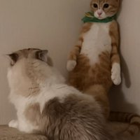 逃げ場のない茶白猫