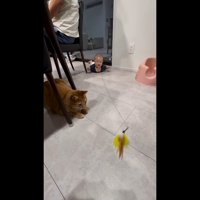 猫じゃらし遊び