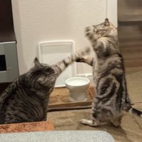 室内にいる猫