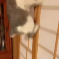 障子を駆け上がる猫