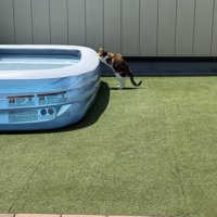 プールに前足をかける猫