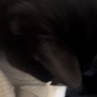 ママの膝に乗る黒猫