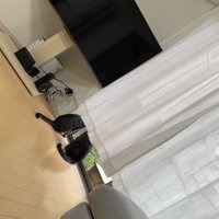 カーテンの間に入って、窓の外を眺める2匹の猫
