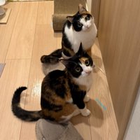 見上げる2匹