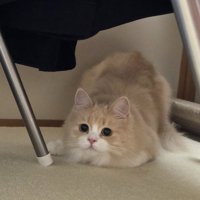 おもちゃに狙いを定める猫