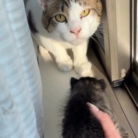 見上げる成猫