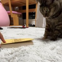 監視する猫