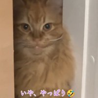 凝視する猫