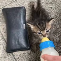 ミルクを飲んでいる子猫