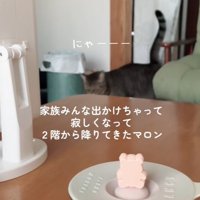 暖簾をくぐりぬけた猫