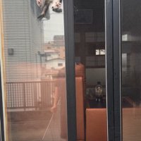 窓の隙間の子猫と見守る猫