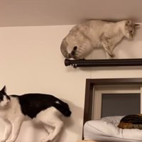 睨む猫