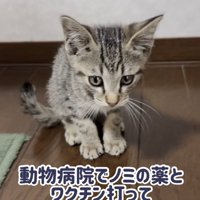 お座りする子猫