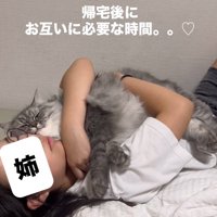 抱き着く猫
