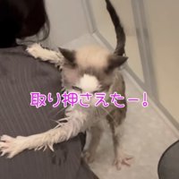 ママを捕まえる猫
