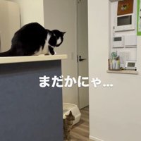 時計のそばで時計の音が鳴るのを待つ2匹の猫
