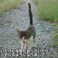 しっぽを立てて歩いてくる子猫