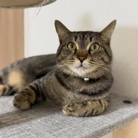 キャットタワーで寝そべる猫