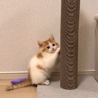 爪とぎながらじっと見てくる猫