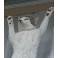 網戸に貼りつく猫