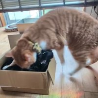 箱に入っている黒猫