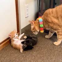 ニャンプロ