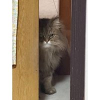 ドアの前にいる猫